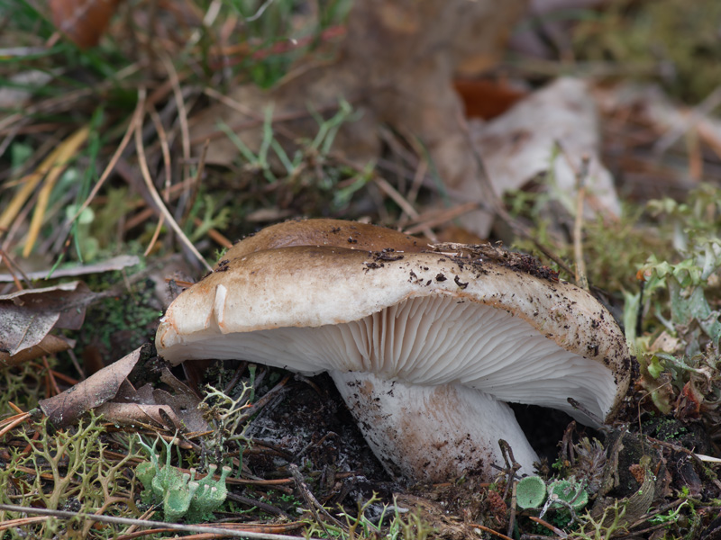 Russula adusta